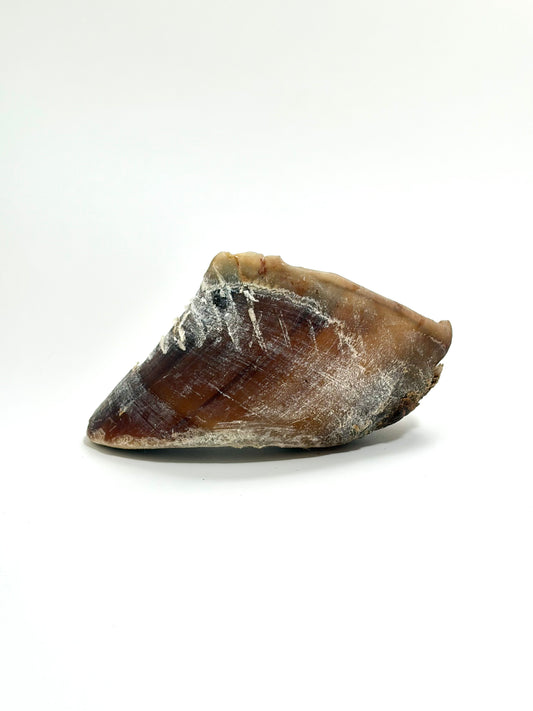 Sabot de boeuf