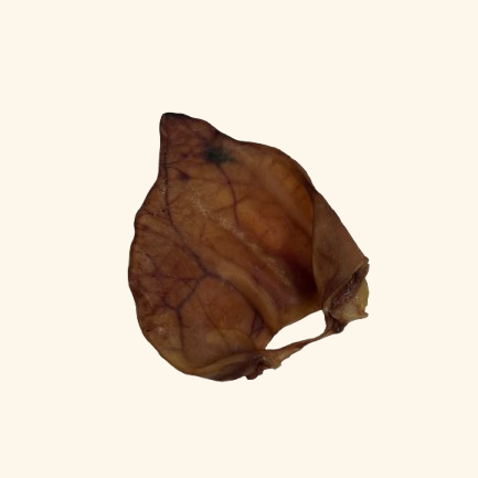 Oreille de porc XL