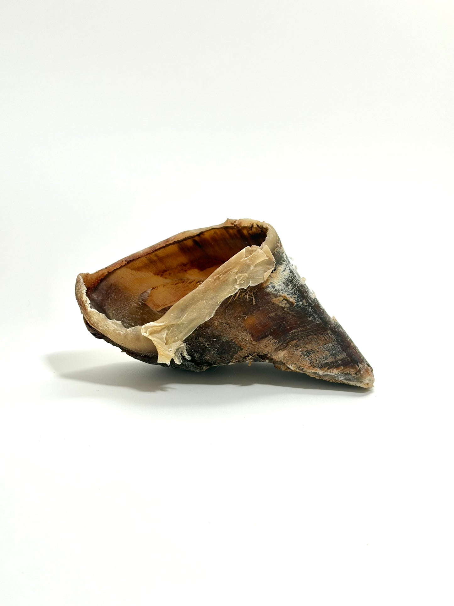 Sabot de boeuf